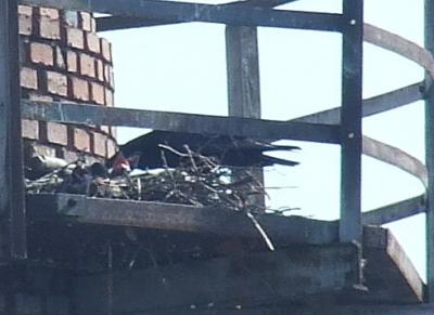 Прикрепленное изображение: 001.jpg